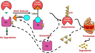 Opportunities and Challenges of Small Molecule Induced Targeted Protein Degradation